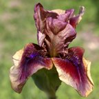 Cimarron-Rose.jpg