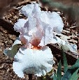 Chaste-Pearl bearded iris  Fragrant Irises
