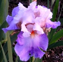 Mountain-Violet.jpg