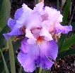 Mountain-Violet.jpg