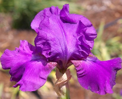 Purple-of-Tyre.jpg