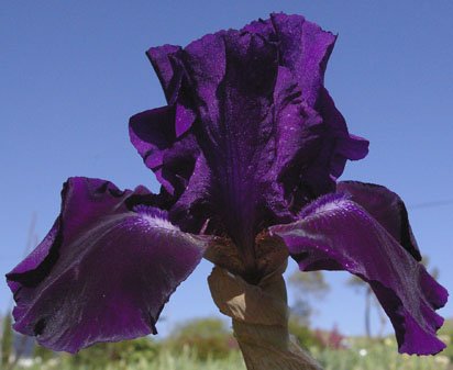 Rosalie-Figge.jpg