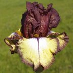 Burgundy-Brown.jpg