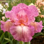 Garden-Escort.jpg