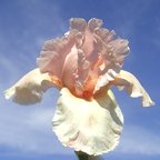 Pink-Design.jpg