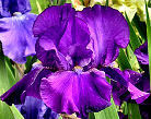 graphicp/thumbnail/Purple-of-Tyre.jpg