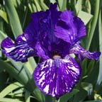 graphicp/thumbnail/Violet-Tiger.jpg