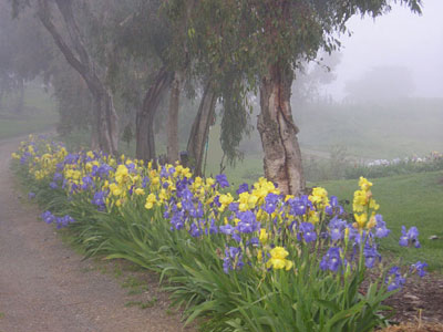Iris blooming along driveway in the fog