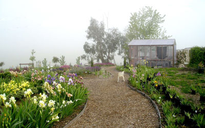 The greenhouse at the edge of the fog