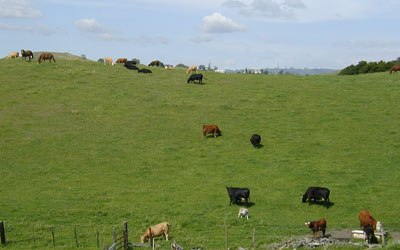 stop and say hello to a cow