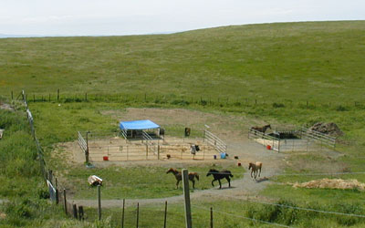 horses leaving for the trail