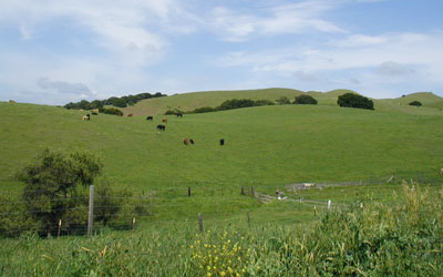 rolling pastures to ride