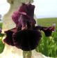 Charger - Reblooming Tall bearded Iris