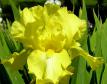 Harvest Of Memories - fragrant reblooming tall bearded Iris