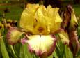 Tennessee Gentleman - Reblooming tall bearded Iris