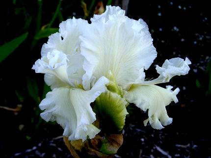 Art School Angel - tall bearded Iris
