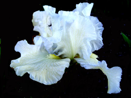 Cease-Fire - reblooming tall bearded Iris