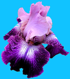 Cupid's Arrow - tall bearded Iris