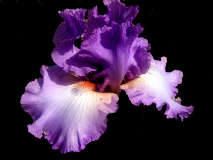 Designing Woman - fragrant tall bearded Iris