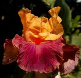 Braggadocio - fragrant reblooming tall bearded Iris