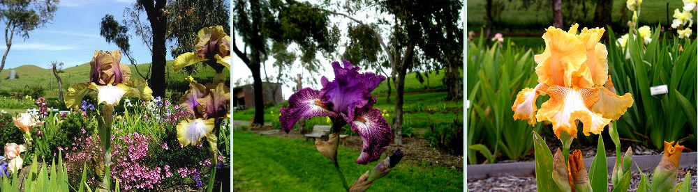 Nola's Iris Garden