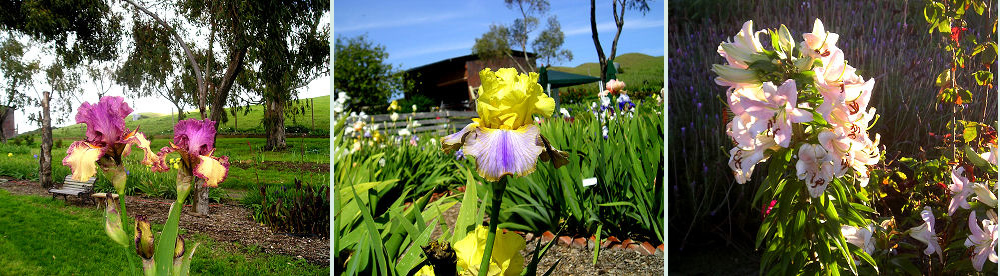 Nola's Iris Garden