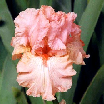 Affluence - tall bearded Iris