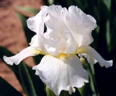 Avanelle - Intermediate bearded Iris