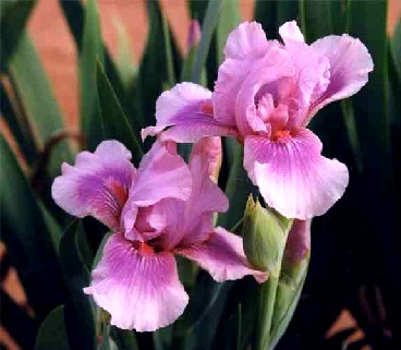 Raspberry Blush - Intermediate bearded Iris