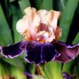 Liaison - Reblooming tall bearded Iris