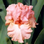 Affluence - tall bearded Iris