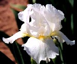 Avanelle - Intermediate bearded Iris