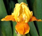 Honey Glazed - reblooming Intermediate bearded Iris