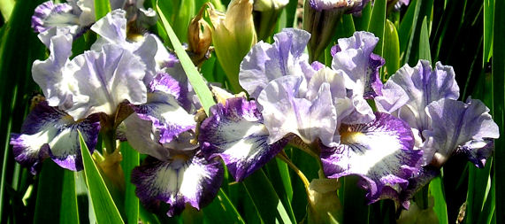 Agatha Christie - Intermediate bearded Iris