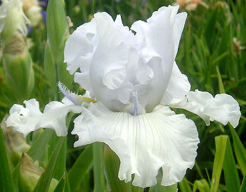 Alabaster Unicorn - tall bearded Iris