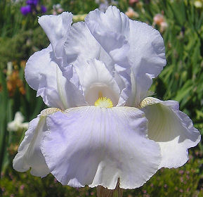 Angelic Wings - fragrant reblooming tall bearded Iris