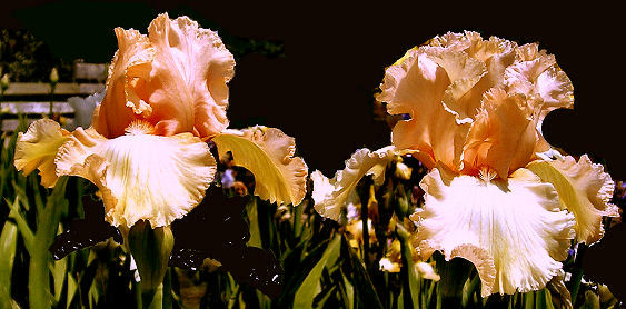 Appleblossom Days - tall bearded Iris