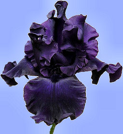 Around Midnight - reblooming tall bearded Iris