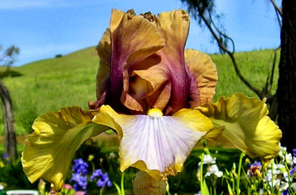 Art Project - fragrant tall bearded Iris