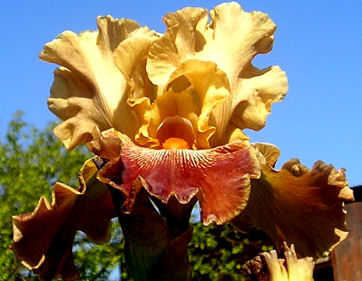 Art Show - fragrant tall bearded Iris