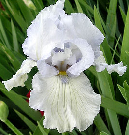 Aspen - reblooming tall bearded Iris