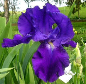 Autumn Bugler - fragrant reblooming tall bearded Iris