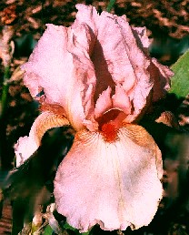 Bathsheba Comes NOID - fragrant tall bearded Iris
