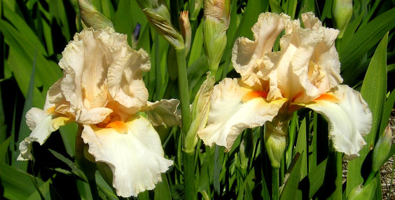 Be Mine - fragrant reblooming tall bearded Iris
