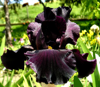 Black As Night - reblooming tall bearded Iris