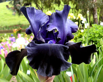Black Dragon - tall bearded Iris
