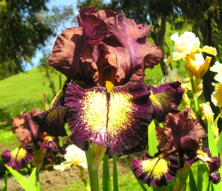 Blow Up - fragrant reblooming tall bearded Iris