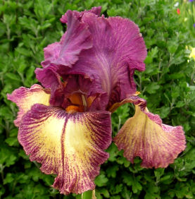 Bodacious - fragrant reblooming tall bearded Iris