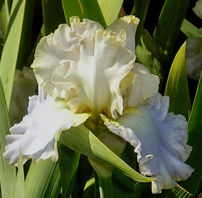 border Music - fragrant border bearded Iris