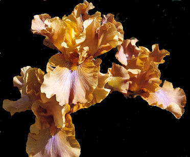 Bourbon - tall bearded Iris